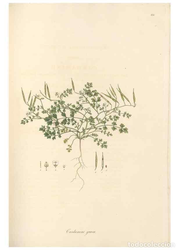 Collectionnisme de Revues et Journaux: Reproducci&oacute;n/Reproduction 49557250353: Flora Graeca, sive, Plantarum rariorum historia, quas in prov