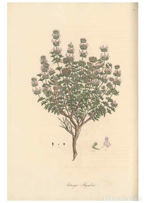 Sammeln von Zeitschriften und Zeitungen: Reproducci&oacute;n/Reproduction 49557899497: Flora Graeca, sive, Plantarum rariorum historia, quas in prov