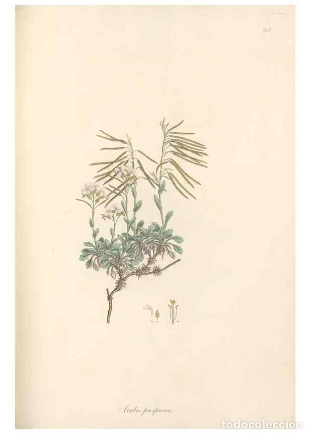 Sammeln von Zeitschriften und Zeitungen: Reproducci&oacute;n/Reproduction 49557253858: Flora Graeca, sive, Plantarum rariorum historia, quas in prov