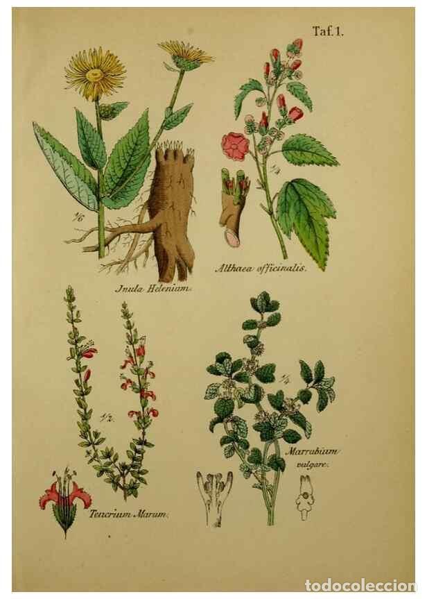 Sammeln von Zeitschriften und Zeitungen: Reproducci&oacute;n/Reproduction 49578946656: Anleitung zu Anbau, Ernte und Verwendung der Arzneipflanzen..