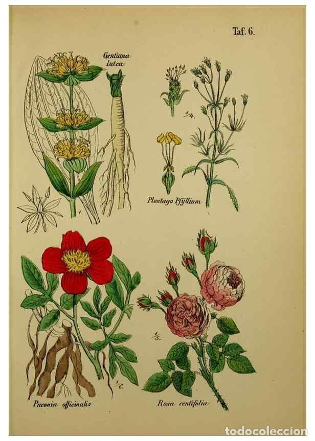 Sammeln von Zeitschriften und Zeitungen: Reproducci&oacute;n/Reproduction 49579173892: Anleitung zu Anbau, Ernte und Verwendung der Arzneipflanzen..