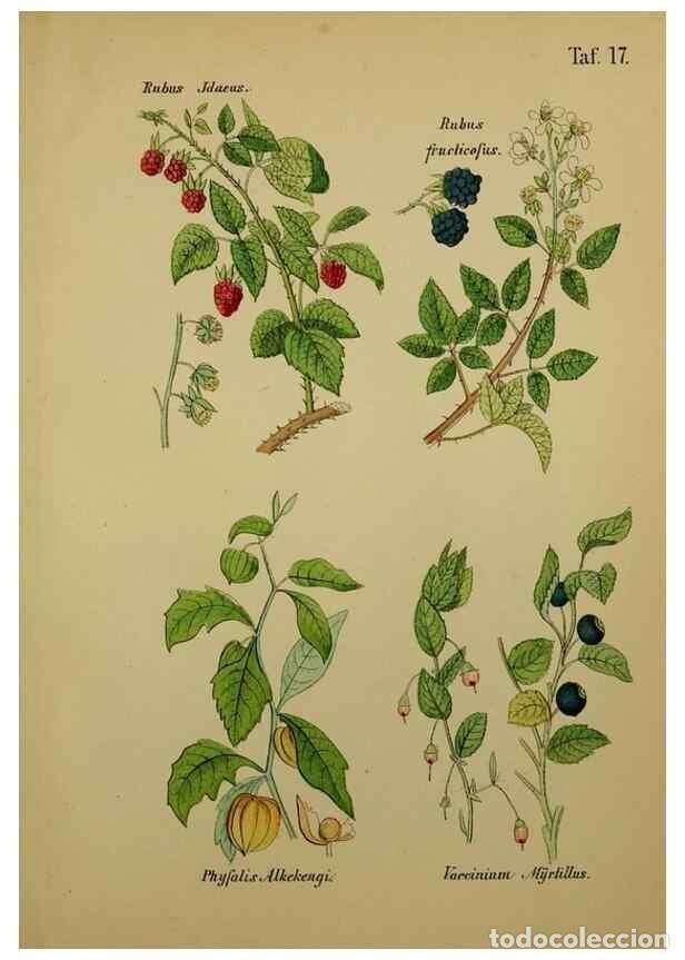 Colecionismo de Revistas e Jornais: Reproducci&oacute;n/Reproduction 49579175972: Anleitung zu Anbau, Ernte und Verwendung der Arzneipflanzen..