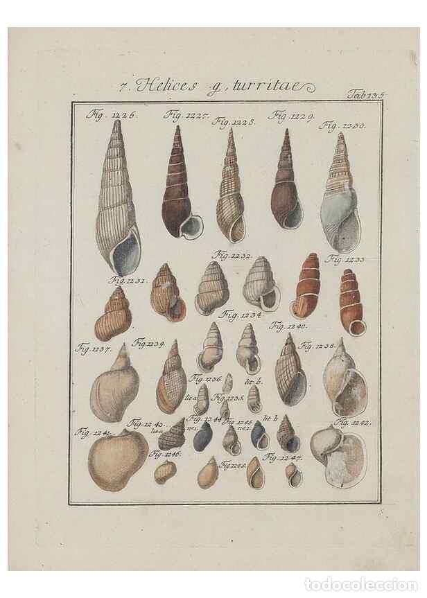 Colecionismo de Revistas e Jornais: Reproducci&oacute;n/Reproduction 49579067801: Abhandlung von den Land = und Flu&szlig;schnecken, oder von solchen
