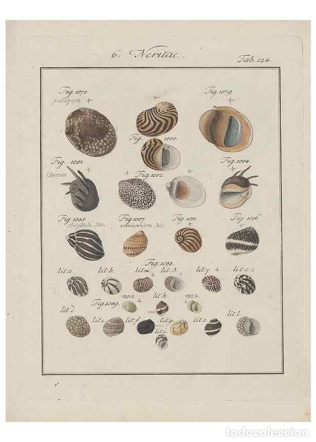 Colecionismo de Revistas e Jornais: Reproducci&oacute;n/Reproduction 49578559108: Abhandlung von den Land = und Flu&szlig;schnecken, oder von solchen