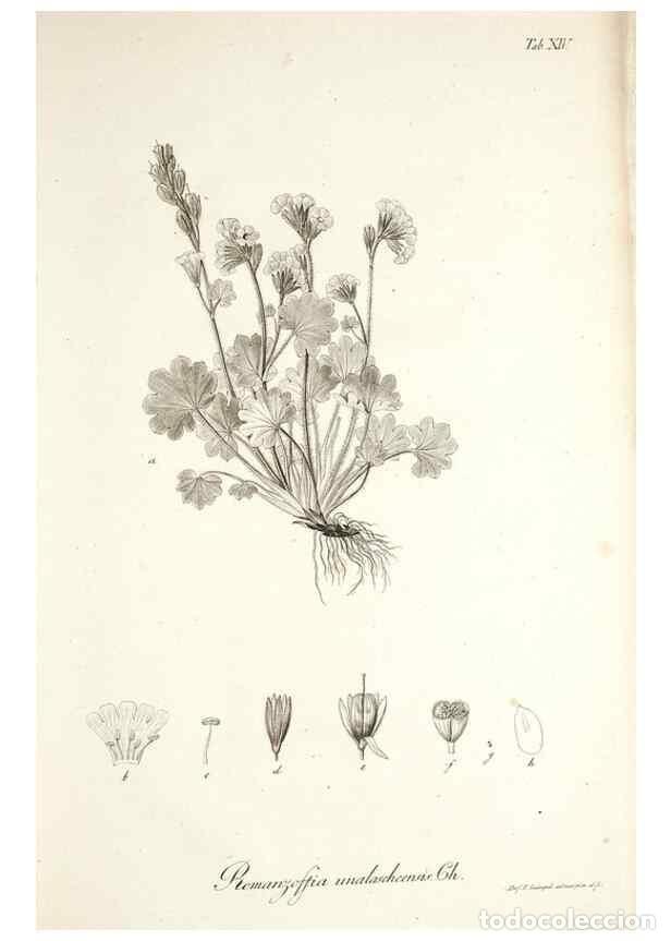 Colecionismo de Revistas e Jornais: Reproducci&oacute;n/Reproduction 49578475208: Horae physicae Berolinenses :. Bonnae :Adolphi Marcus,1820..