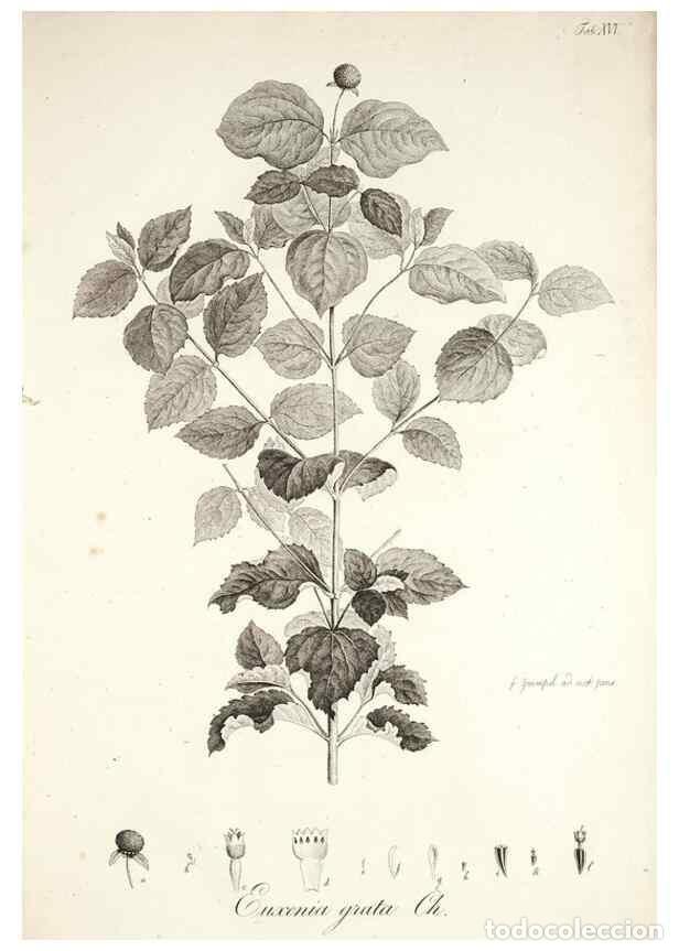 Colecionismo de Revistas e Jornais: Reproducci&oacute;n/Reproduction 49579207417: Horae physicae Berolinenses :. Bonnae :Adolphi Marcus,1820..