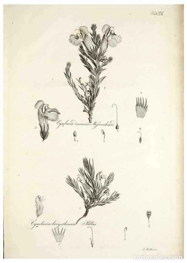 Colecionismo de Revistas e Jornais: Reproducci&oacute;n/Reproduction 49578477203: Horae physicae Berolinenses :. Bonnae :Adolphi Marcus,1820..