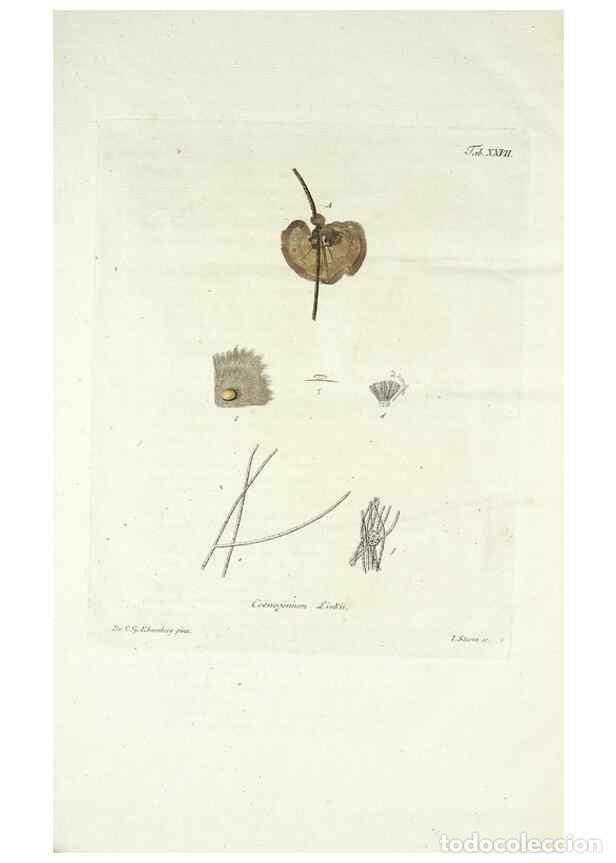 Colecionismo de Revistas e Jornais: Reproducci&oacute;n/Reproduction 49578983161: Horae physicae Berolinenses :. Bonnae :Adolphi Marcus,1820..