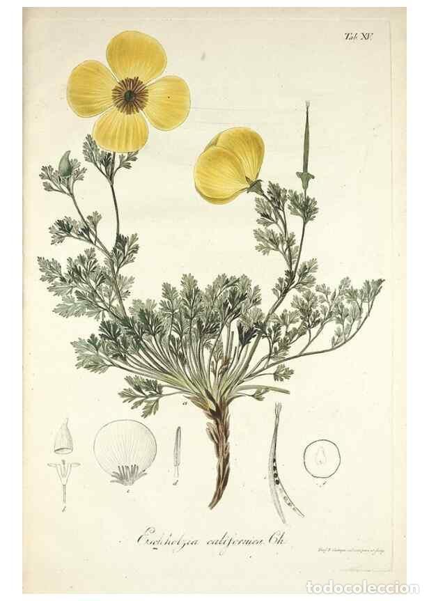 Colecionismo de Revistas e Jornais: Reproducci&oacute;n/Reproduction 49578980091: Horae physicae Berolinenses :. Bonnae :Adolphi Marcus,1820..