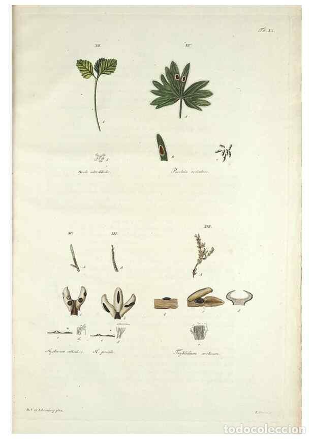 Colecionismo de Revistas e Jornais: Reproducci&oacute;n/Reproduction 49578476958: Horae physicae Berolinenses :. Bonnae :Adolphi Marcus,1820..