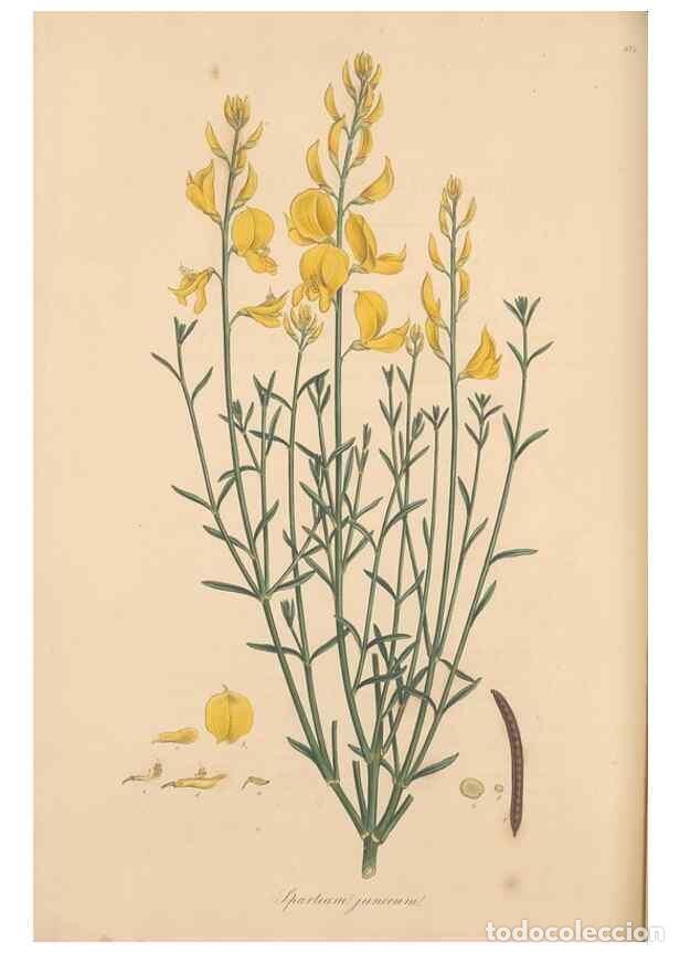 Colecionismo de Revistas e Jornais: Reproducci&oacute;n/Reproduction 49557994447: Flora Graeca, sive, Plantarum rariorum historia, quas in prov