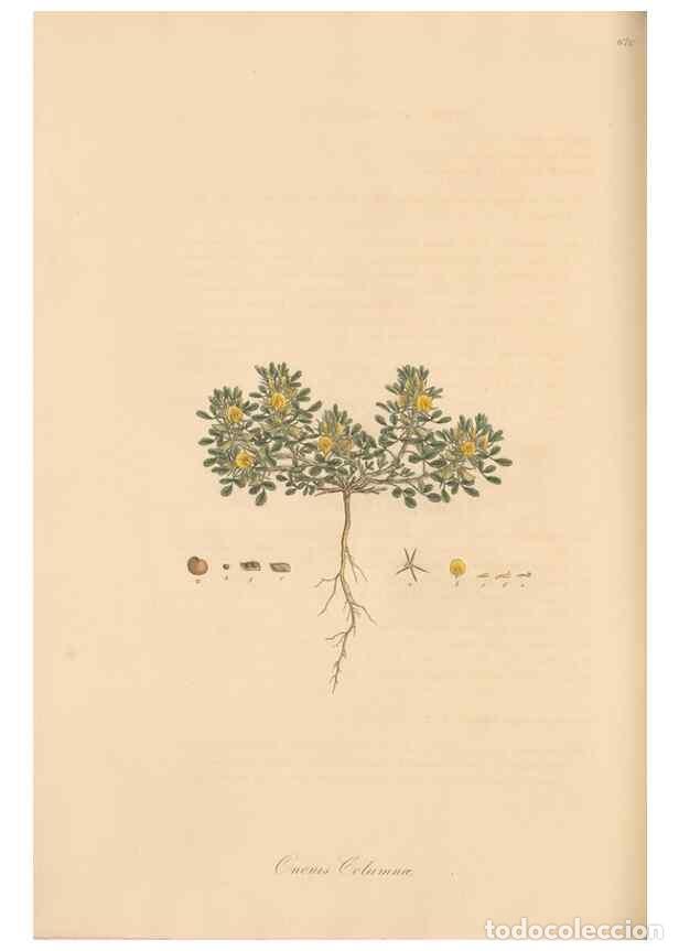 Colecionismo de Revistas e Jornais: Reproducci&oacute;n/Reproduction 49557761006: Flora Graeca, sive, Plantarum rariorum historia, quas in prov