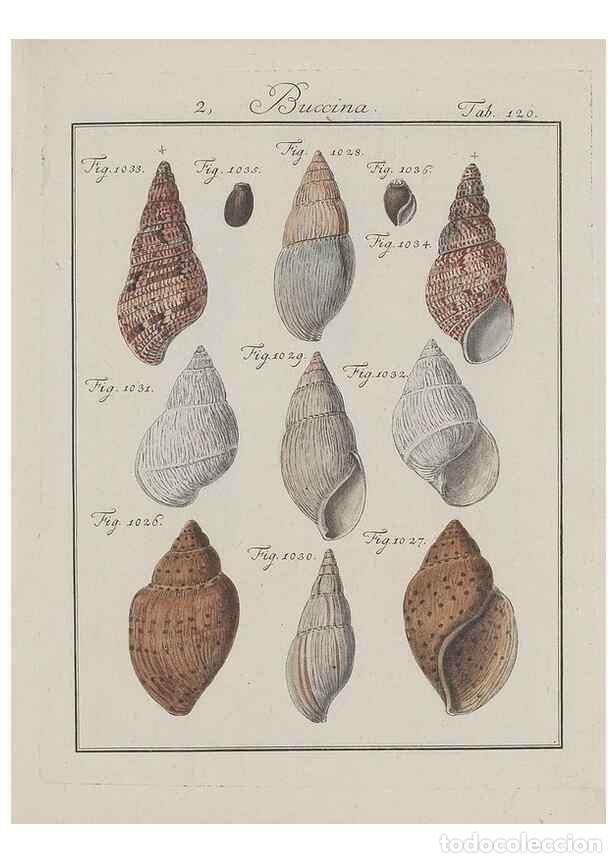 Colecionismo de Revistas e Jornais: Reproducci&oacute;n/Reproduction 49579063571: Abhandlung von den Land = und Flu&szlig;schnecken, oder von solchen