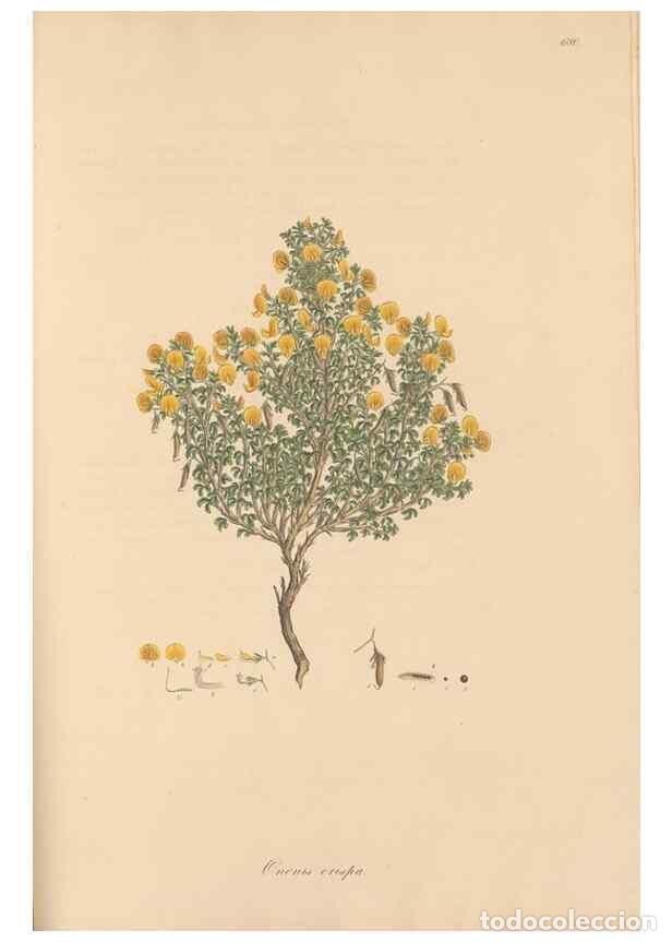 Colecionismo de Revistas e Jornais: Reproducci&oacute;n/Reproduction 49557265963: Flora Graeca, sive, Plantarum rariorum historia, quas in prov