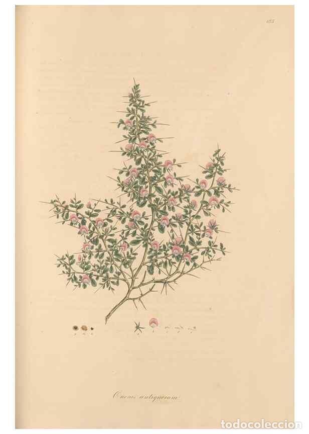 Colecionismo de Revistas e Jornais: Reproducci&oacute;n/Reproduction 49557995842: Flora Graeca, sive, Plantarum rariorum historia, quas in prov