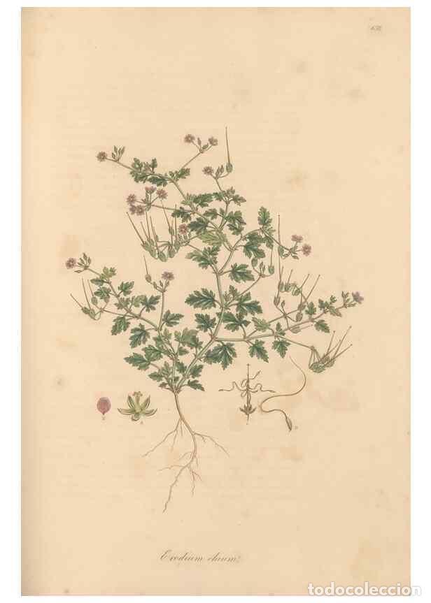 Colecionismo de Revistas e Jornais: Reproducci&oacute;n/Reproduction 49557989937: Flora Graeca, sive, Plantarum rariorum historia, quas in prov