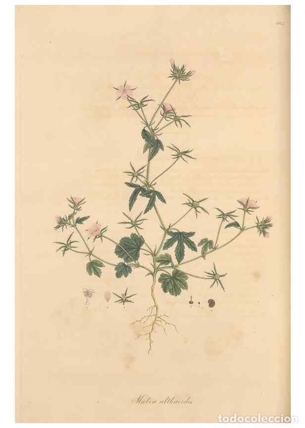 Colecionismo de Revistas e Jornais: Reproducci&oacute;n/Reproduction 49557992122: Flora Graeca, sive, Plantarum rariorum historia, quas in prov