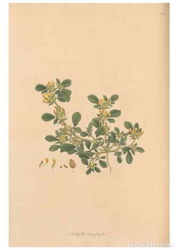 Colecionismo de Revistas e Jornais: Reproducci&oacute;n/Reproduction 49557266328: Flora Graeca, sive, Plantarum rariorum historia, quas in prov