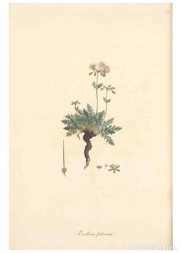 Colecionismo de Revistas e Jornais: Reproducci&oacute;n/Reproduction 49557753226: Flora Graeca, sive, Plantarum rariorum historia, quas in prov