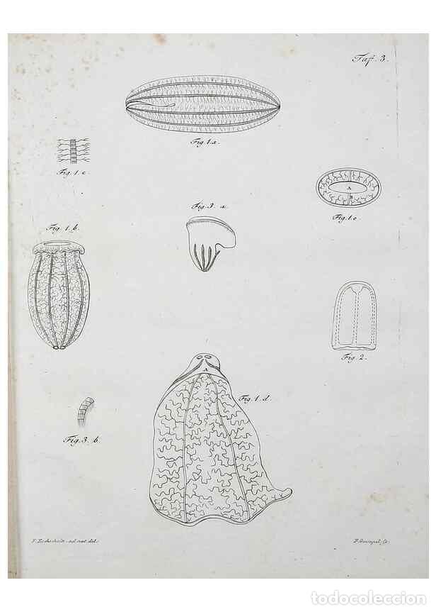Colecionismo de Revistas e Jornais: Reproducci&oacute;n/Reproduction 49558573106: System der Acalephen :. Berlin :bei Ferdinand D&uuml;mmler,1829..