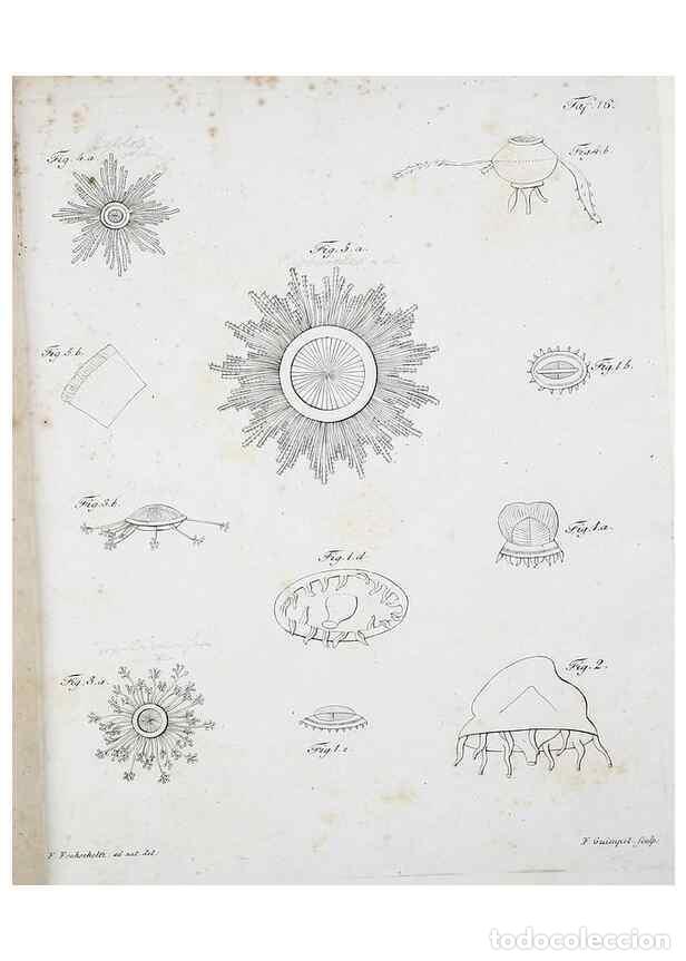 Colecionismo de Revistas e Jornais: Reproducci&oacute;n/Reproduction 49558576126: System der Acalephen :. Berlin :bei Ferdinand D&uuml;mmler,1829..