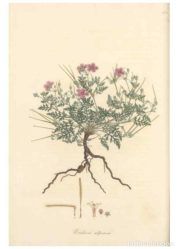 Colecionismo de Revistas e Jornais: Reproducci&oacute;n/Reproduction 49557988597: Flora Graeca, sive, Plantarum rariorum historia, quas in prov