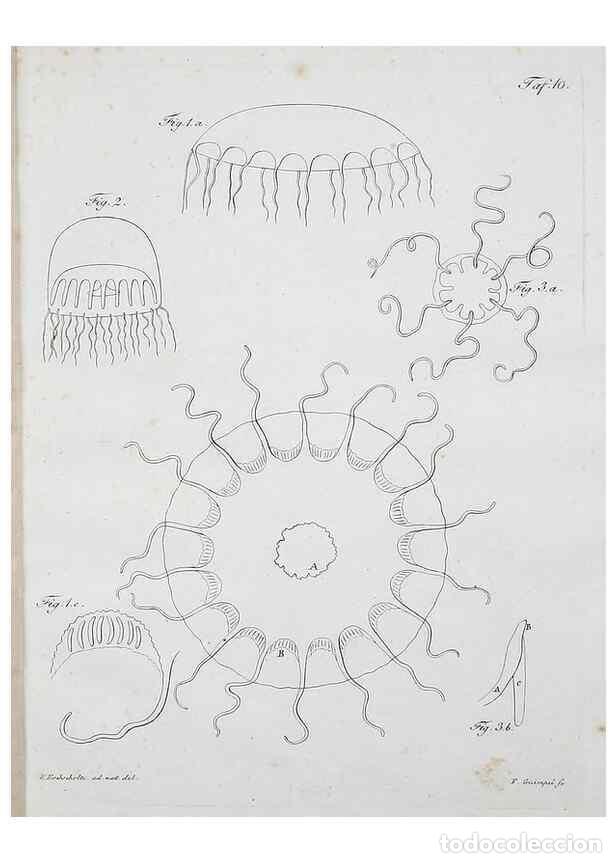 Colecionismo de Revistas e Jornais: Reproducci&oacute;n/Reproduction 49558574716: System der Acalephen :. Berlin :bei Ferdinand D&uuml;mmler,1829..