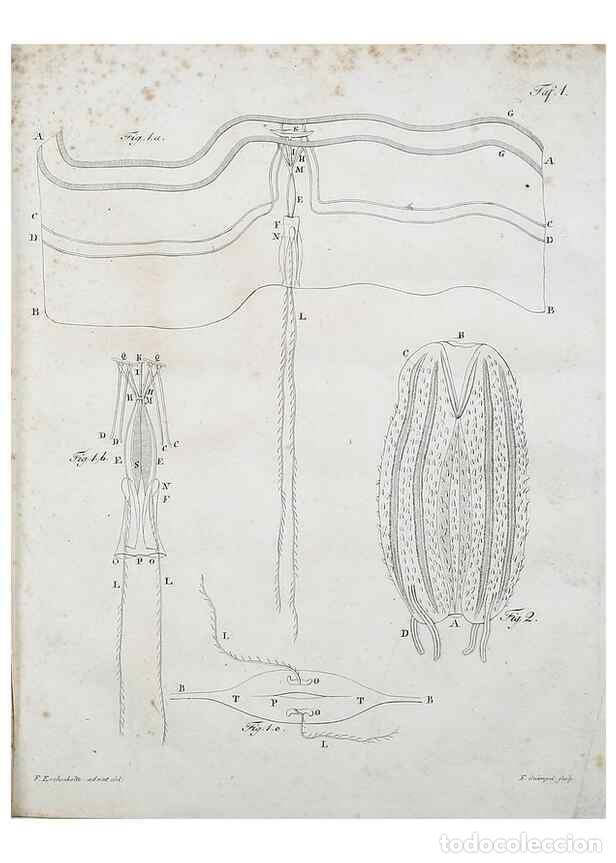 Colecionismo de Revistas e Jornais: Reproducci&oacute;n/Reproduction 49558572526: System der Acalephen :. Berlin :bei Ferdinand D&uuml;mmler,1829..