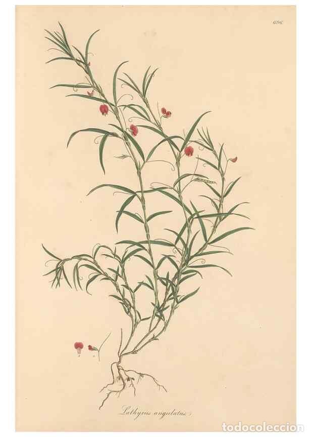 Colecionismo de Revistas e Jornais: Reproducci&oacute;n/Reproduction 49558002767: Flora Graeca, sive, Plantarum rariorum historia, quas in prov