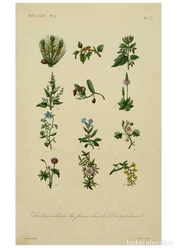 Coleccionismo de Revistas y Peri&oacute;dicos: Reproducci&oacute;n/Reproduction 49582698433: Le R&egrave;gne v&eacute;g&eacute;tal;. Paris,L. Gu&eacute;rin,1870-72.. - R&eacute;veil, O.