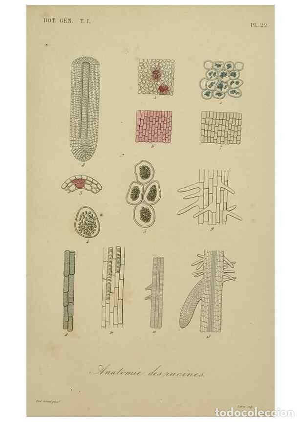 Coleccionismo de Revistas y Peri&oacute;dicos: Reproducci&oacute;n/Reproduction 49583431652: Le R&egrave;gne v&eacute;g&eacute;tal;. Paris,L. Gu&eacute;rin,1870-72.. - R&eacute;veil, O.