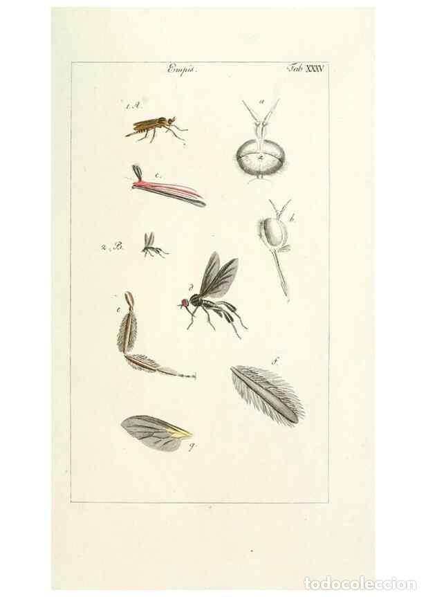 Coleccionismo de Revistas y Peri&oacute;dicos: Reproducci&oacute;n/Reproduction 49579663938: Genres des mouches dipt&egrave;res repr&eacute;sent&eacute;s en XLII. planches pro