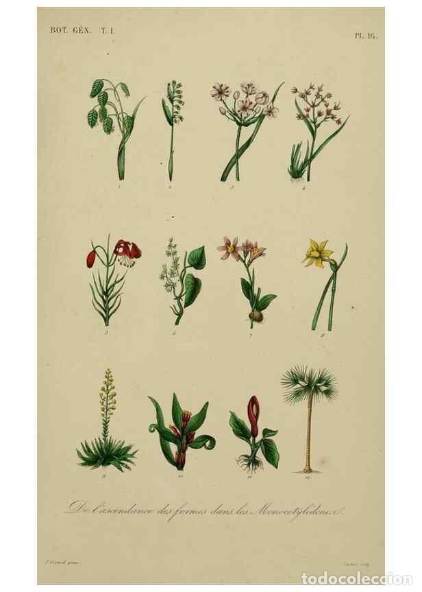 Coleccionismo de Revistas y Peri&oacute;dicos: Reproducci&oacute;n/Reproduction 49583430302: Le R&egrave;gne v&eacute;g&eacute;tal;. Paris,L. Gu&eacute;rin,1870-72.. - R&eacute;veil, O.