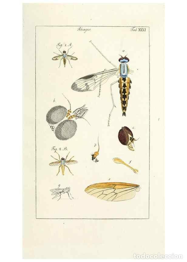 Coleccionismo de Revistas y Peri&oacute;dicos: Reproducci&oacute;n/Reproduction 49580162201: Genres des mouches dipt&egrave;res repr&eacute;sent&eacute;s en XLII. planches pro