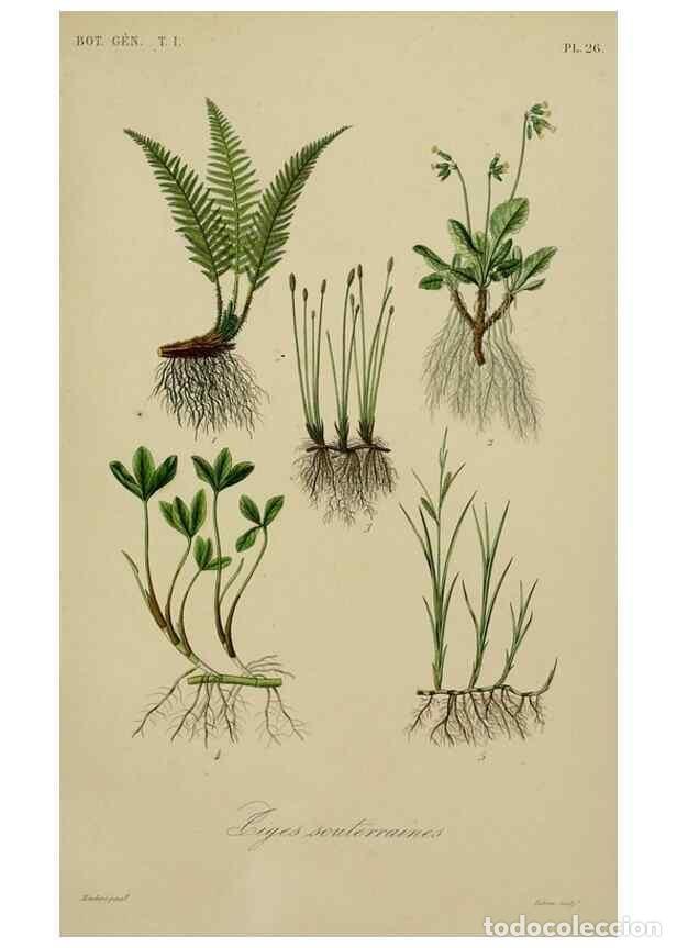 Coleccionismo de Revistas y Peri&oacute;dicos: Reproducci&oacute;n/Reproduction 49583432662: Le R&egrave;gne v&eacute;g&eacute;tal;. Paris,L. Gu&eacute;rin,1870-72.. - R&eacute;veil, O.