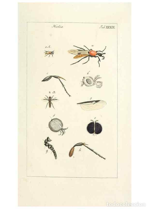Coleccionismo de Revistas y Peri&oacute;dicos: Reproducci&oacute;n/Reproduction 49580165261: Genres des mouches dipt&egrave;res repr&eacute;sent&eacute;s en XLII. planches pro