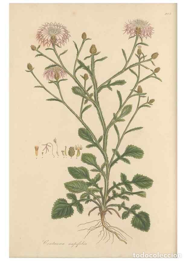 Coleccionismo de Revistas y Peri&oacute;dicos: Reproducci&oacute;n/Reproduction 49579585943: Flora Graeca, sive, Plantarum rariorum historia, quas in prov
