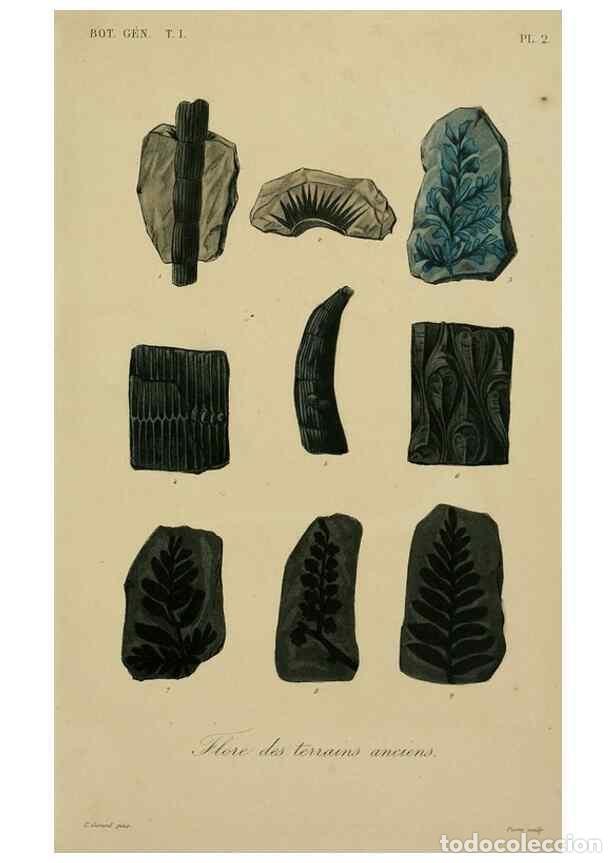 Coleccionismo de Revistas y Peri&oacute;dicos: Reproducci&oacute;n/Reproduction 49582694913: Le R&egrave;gne v&eacute;g&eacute;tal;. Paris,L. Gu&eacute;rin,1870-72.. - R&eacute;veil, O.