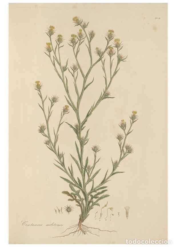 Coleccionismo de Revistas y Peri&oacute;dicos: Reproducci&oacute;n/Reproduction 49580315057: Flora Graeca, sive, Plantarum rariorum historia, quas in prov