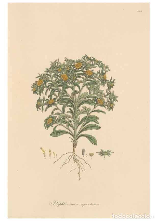 Coleccionismo de Revistas y Peri&oacute;dicos: Reproducci&oacute;n/Reproduction 49579919316: Flora Graeca, sive, Plantarum rariorum historia, quas in prov