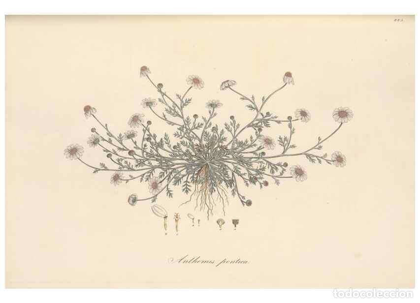 Coleccionismo de Revistas y Peri&oacute;dicos: Reproducci&oacute;n/Reproduction 49580140527: Flora Graeca, sive, Plantarum rariorum historia, quas in prov