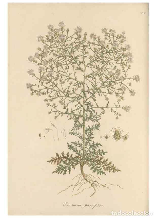 Coleccionismo de Revistas y Peri&oacute;dicos: Reproducci&oacute;n/Reproduction 49579589093: Flora Graeca, sive, Plantarum rariorum historia, quas in prov