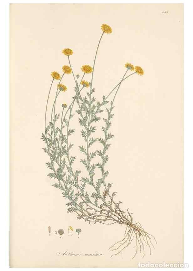 Coleccionismo de Revistas y Peri&oacute;dicos: Reproducci&oacute;n/Reproduction 49579413453: Flora Graeca, sive, Plantarum rariorum historia, quas in prov