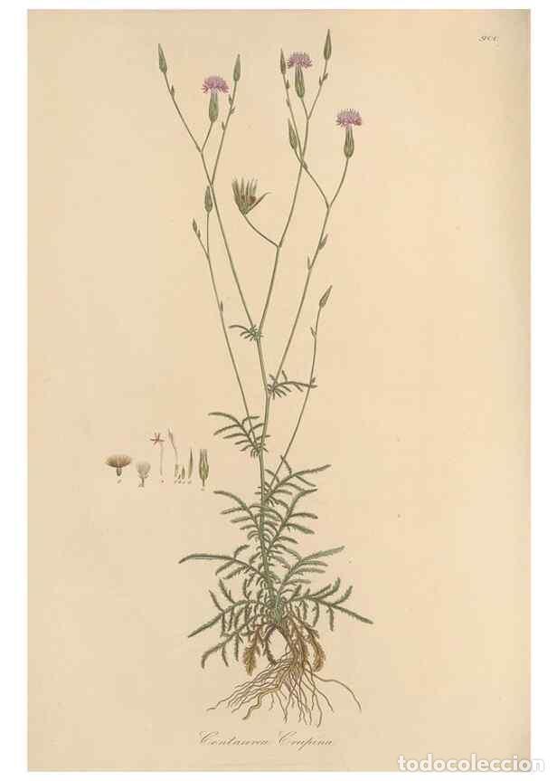 Coleccionismo de Revistas y Peri&oacute;dicos: Reproducci&oacute;n/Reproduction 49579919761: Flora Graeca, sive, Plantarum rariorum historia, quas in prov