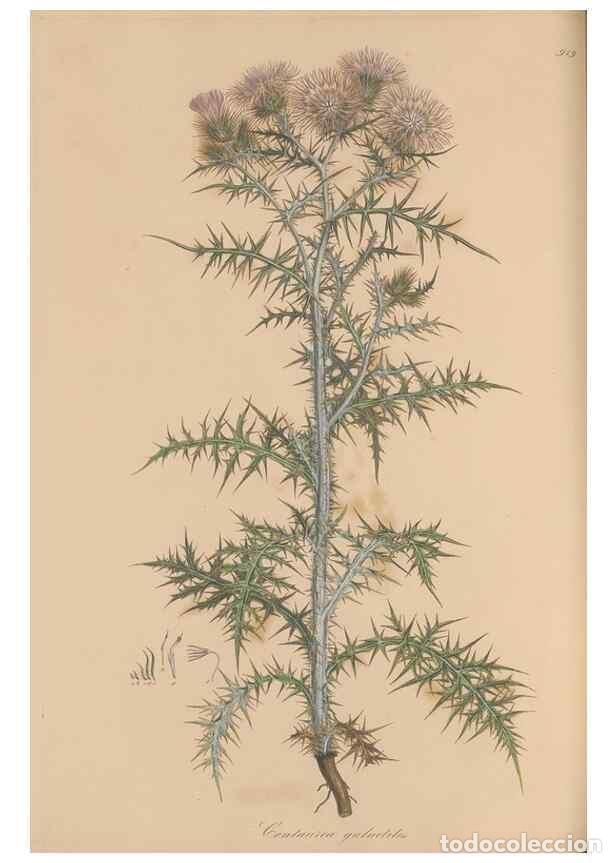 Coleccionismo de Revistas y Peri&oacute;dicos: Reproducci&oacute;n/Reproduction 49579590758: Flora Graeca, sive, Plantarum rariorum historia, quas in prov