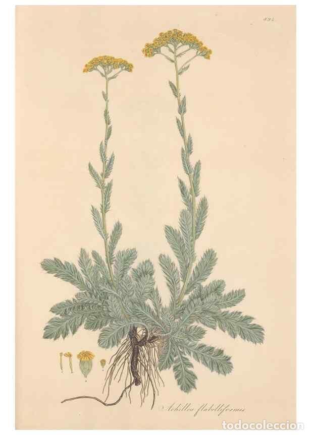 Colecionismo de Revistas e Jornais: Reproducci&oacute;n/Reproduction 49579415268: Flora Graeca, sive, Plantarum rariorum historia, quas in prov