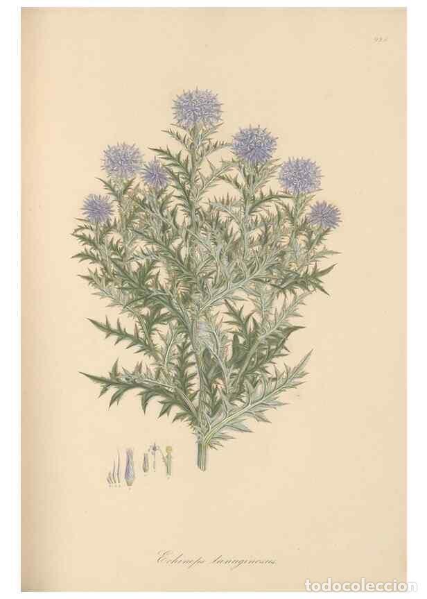 Colecionismo de Revistas e Jornais: Reproducci&oacute;n/Reproduction 49579593228: Flora Graeca, sive, Plantarum rariorum historia, quas in prov