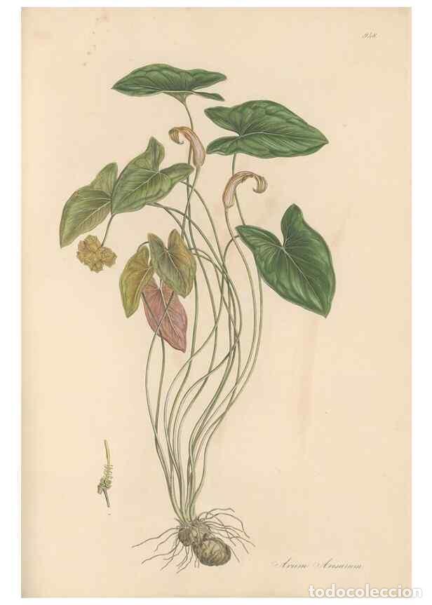 Colecionismo de Revistas e Jornais: Reproducci&oacute;n/Reproduction 49580327977: Flora Graeca, sive, Plantarum rariorum historia, quas in prov