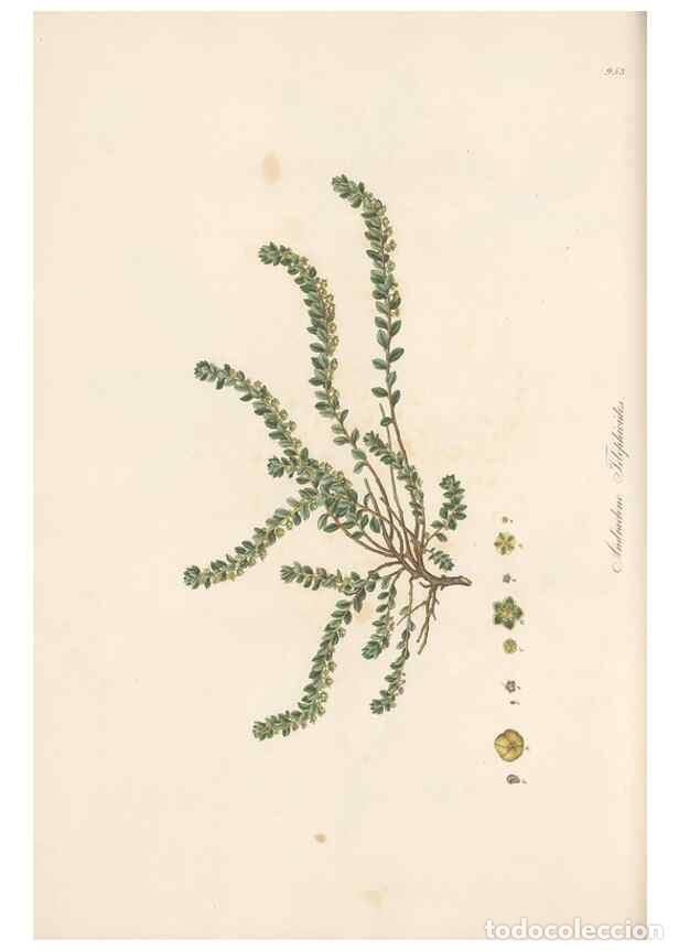 Colecionismo de Revistas e Jornais: Reproducci&oacute;n/Reproduction 49580102661: Flora Graeca, sive, Plantarum rariorum historia, quas in prov