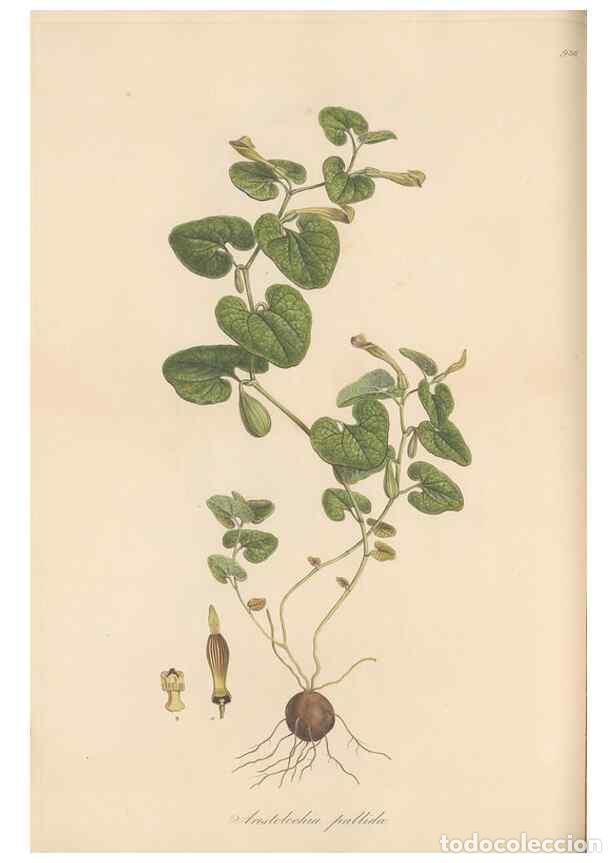 Colecionismo de Revistas e Jornais: Reproducci&oacute;n/Reproduction 49580323732: Flora Graeca, sive, Plantarum rariorum historia, quas in prov